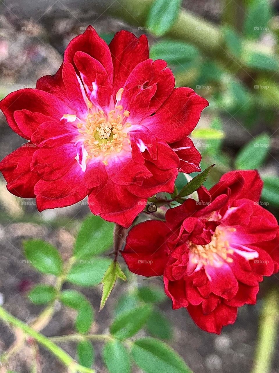 Red Wild Rose Flower