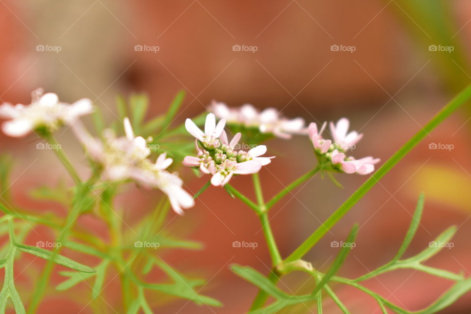 coriander flower close up