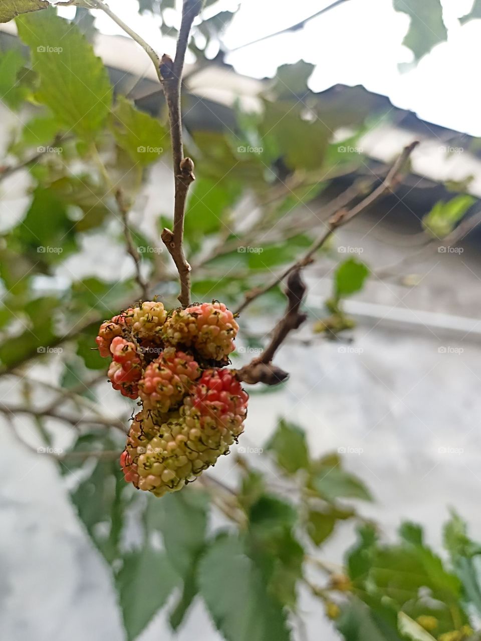 Close-up view of a bunch of immature mulberry fruits on a tree branch. These fruits are green and red, indicating that they are in the process of ripening in low angle view