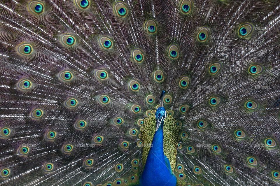 Peacock showing proud his feathers