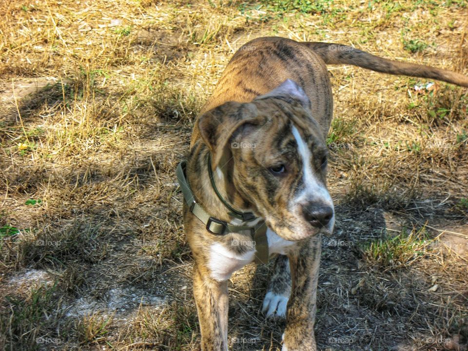 puppy pit bull щенок п