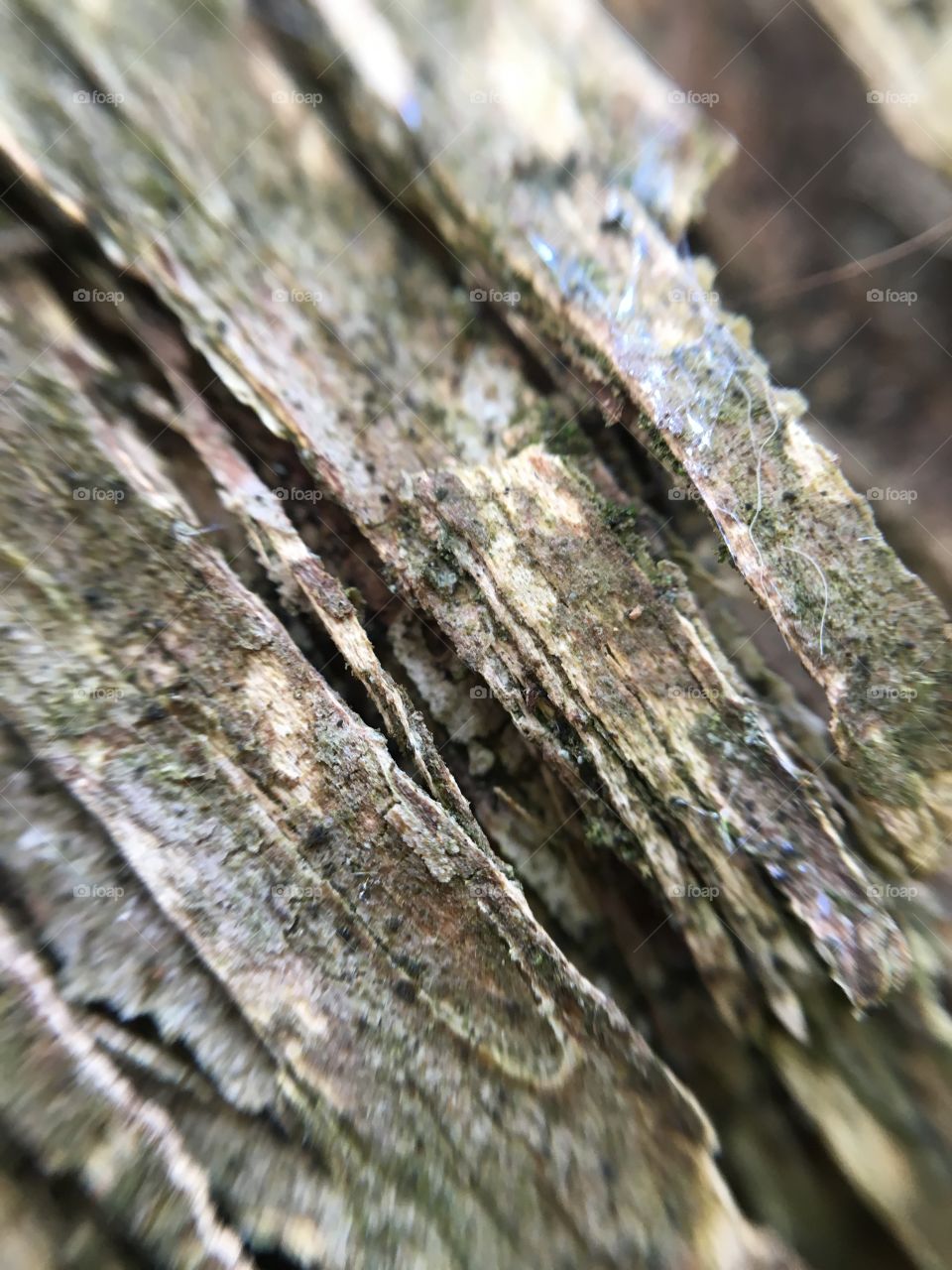 Close up of tree bark