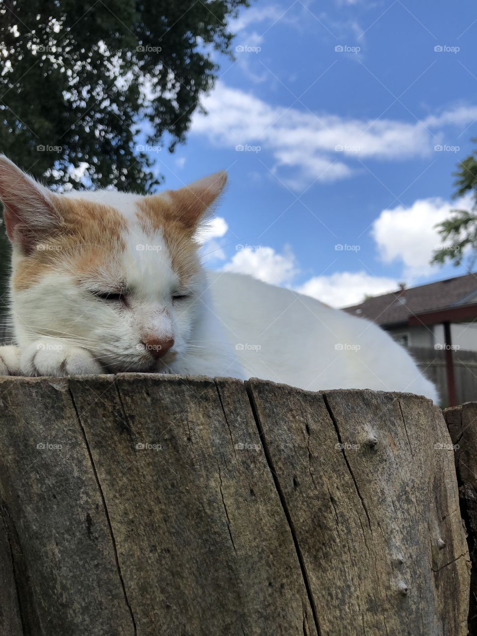 Nearing the season of fall. Cat resting on stump. Lovely puffy cloud sky