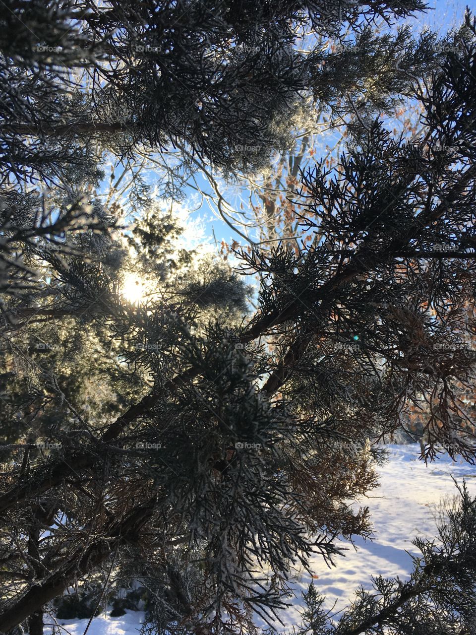 Sunshine through frozen trees 