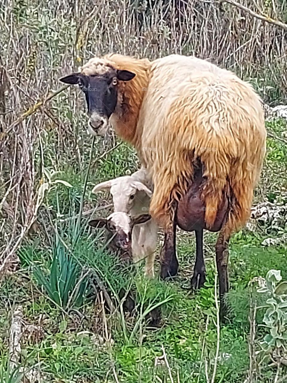 Sheep and lambs Crete