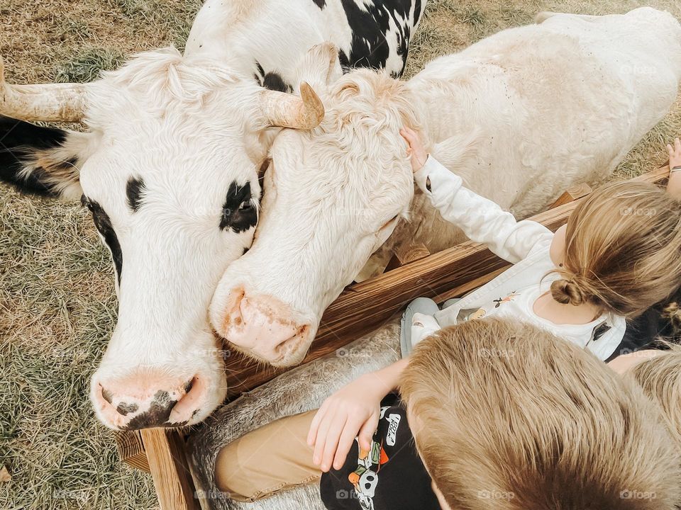 Petting cows