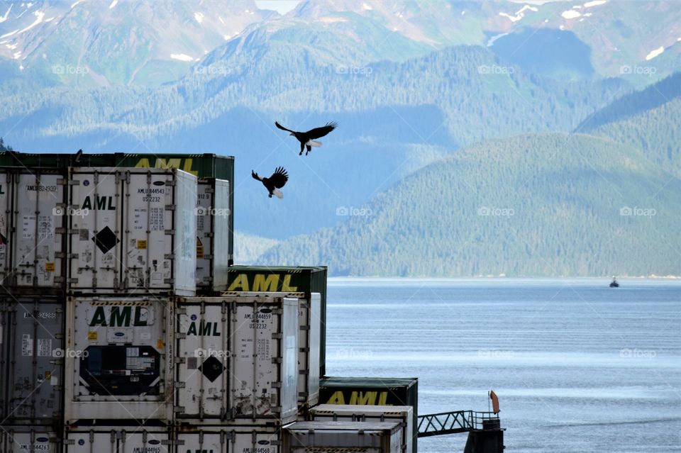 Two bald eagles prepare to land atop a shipping container in Juneau Alaska