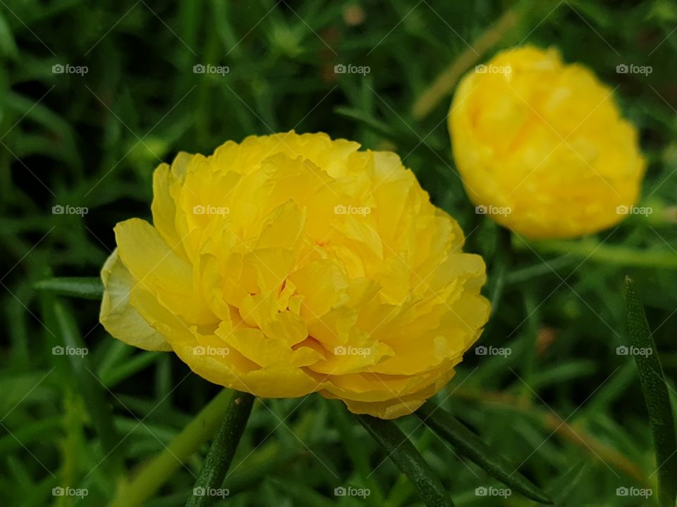 the Portulaca Grandiflora