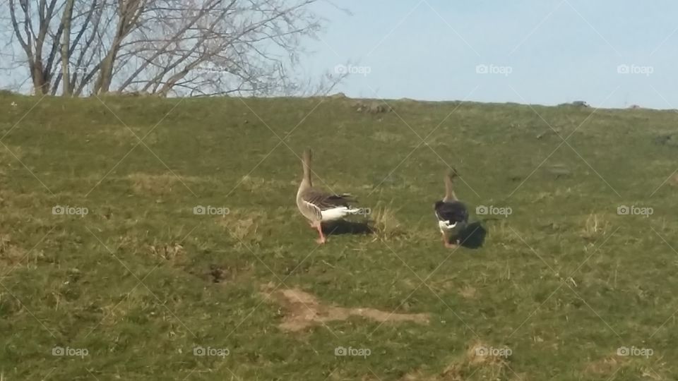 Two geese walk up a dike