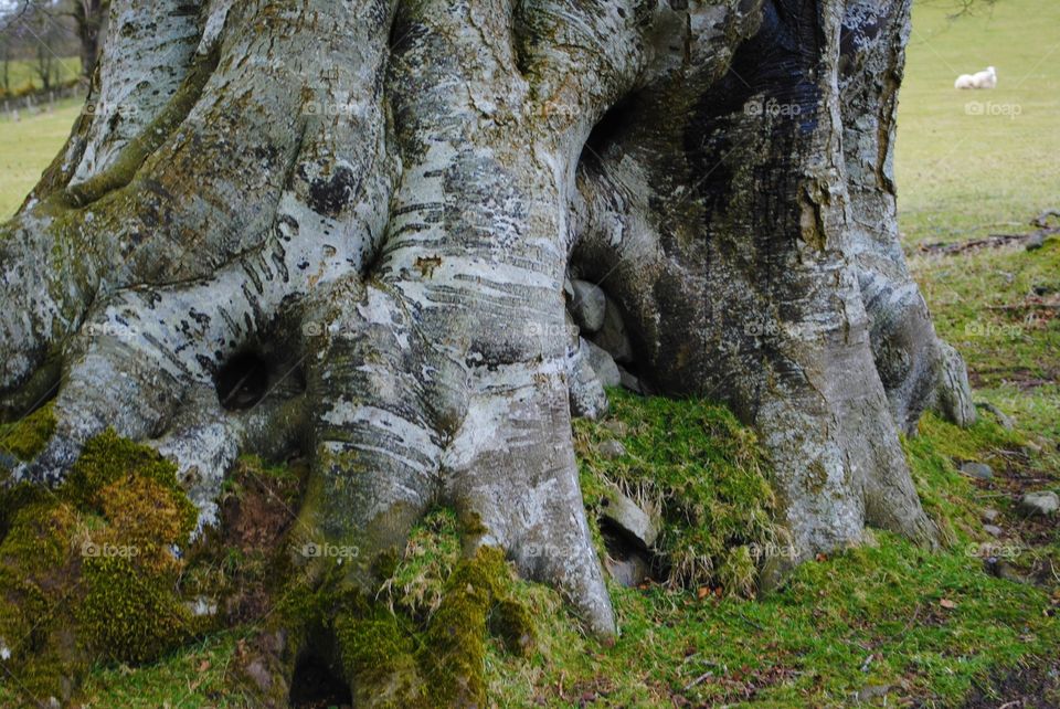 Tree in wales