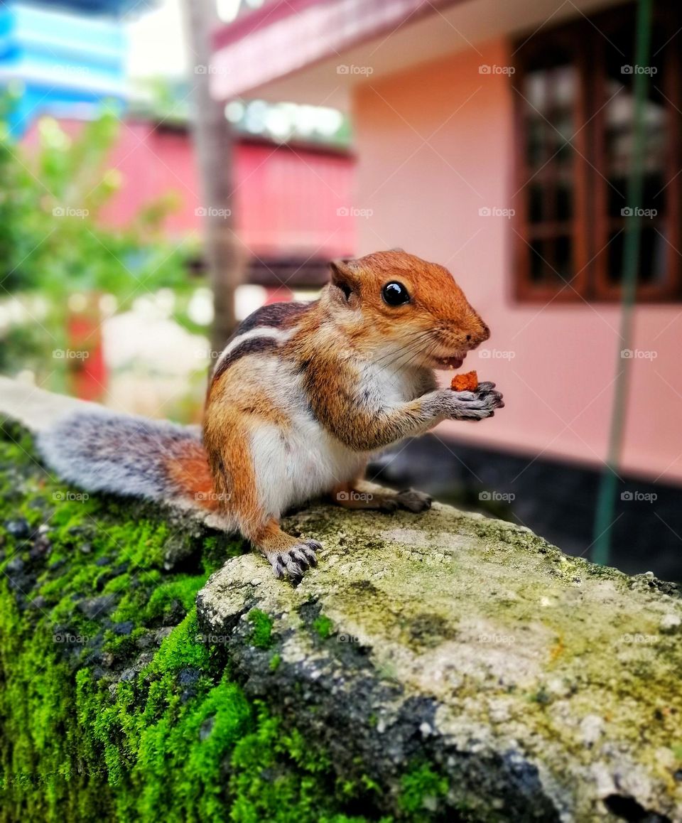 A pet is a great companion 😍