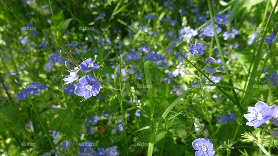 gentle small blue forest flowers adorn the forest glades