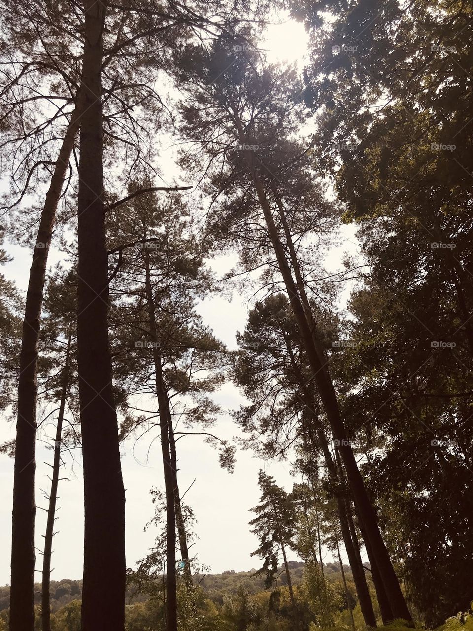 Immersive summers dense forest and hot light