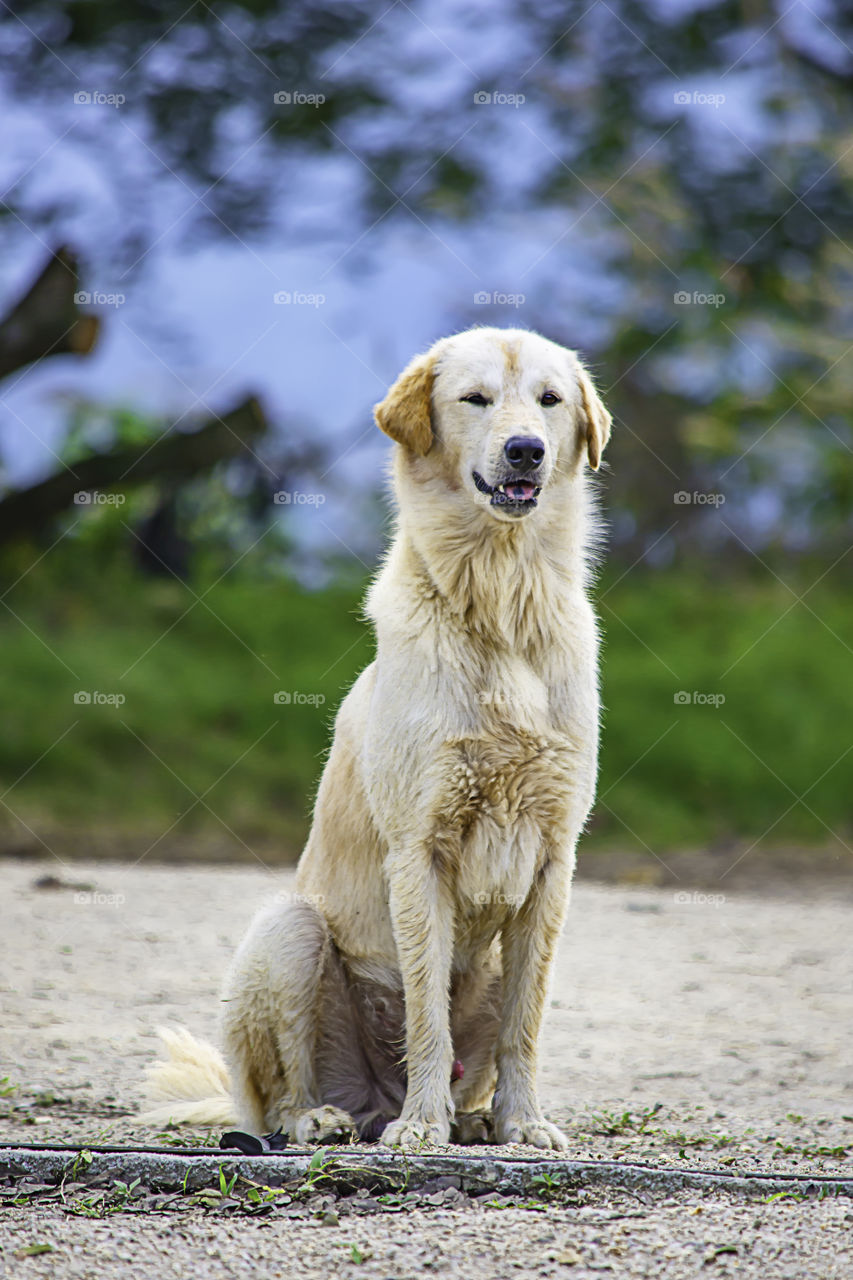 A white dog is sitting on the ground. The background trees.