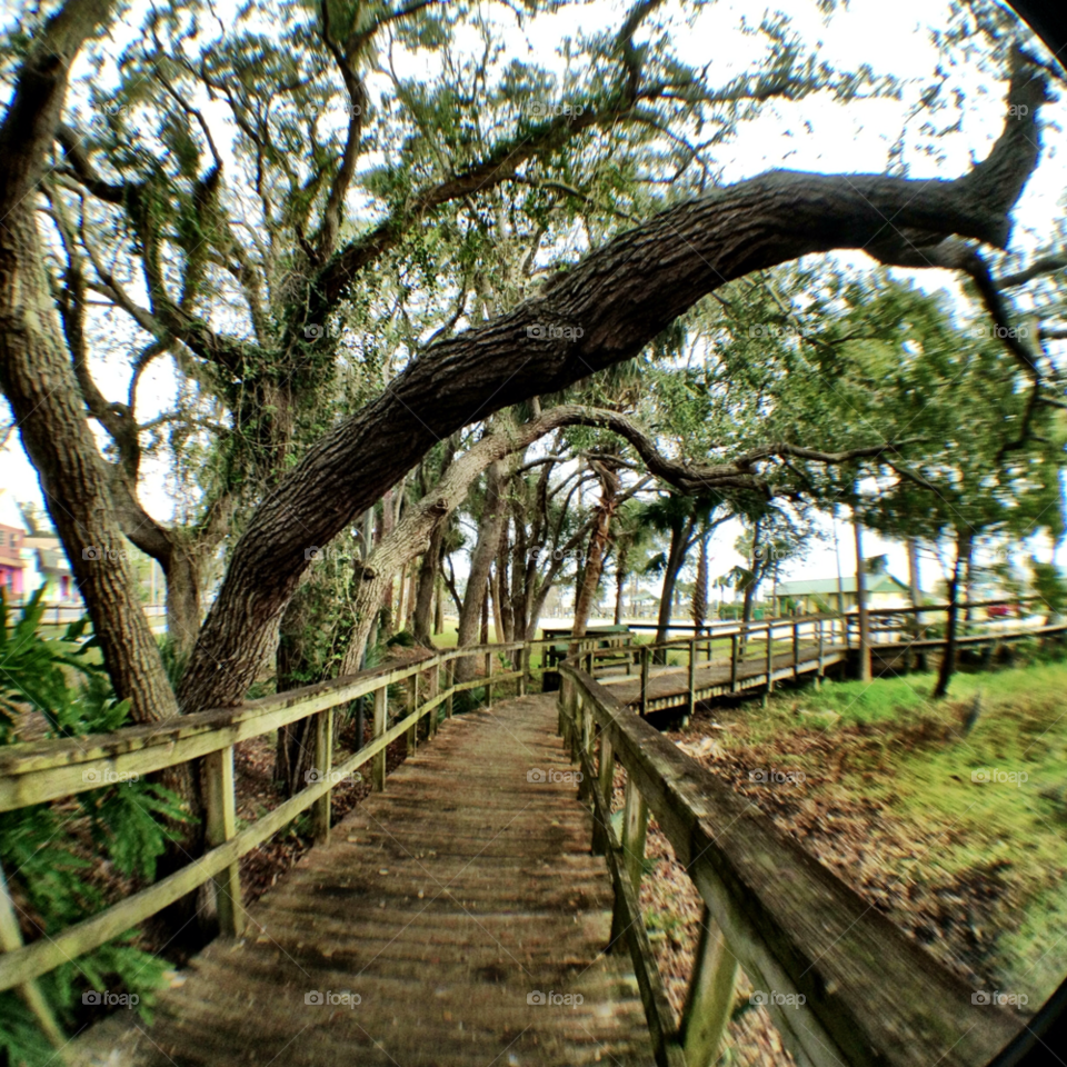 holly hill tree florida branch by bcpix