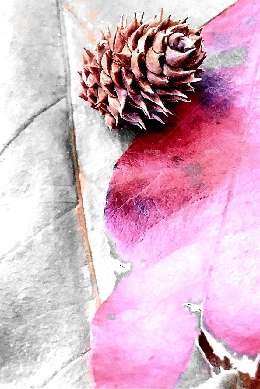 leaves and pine cone