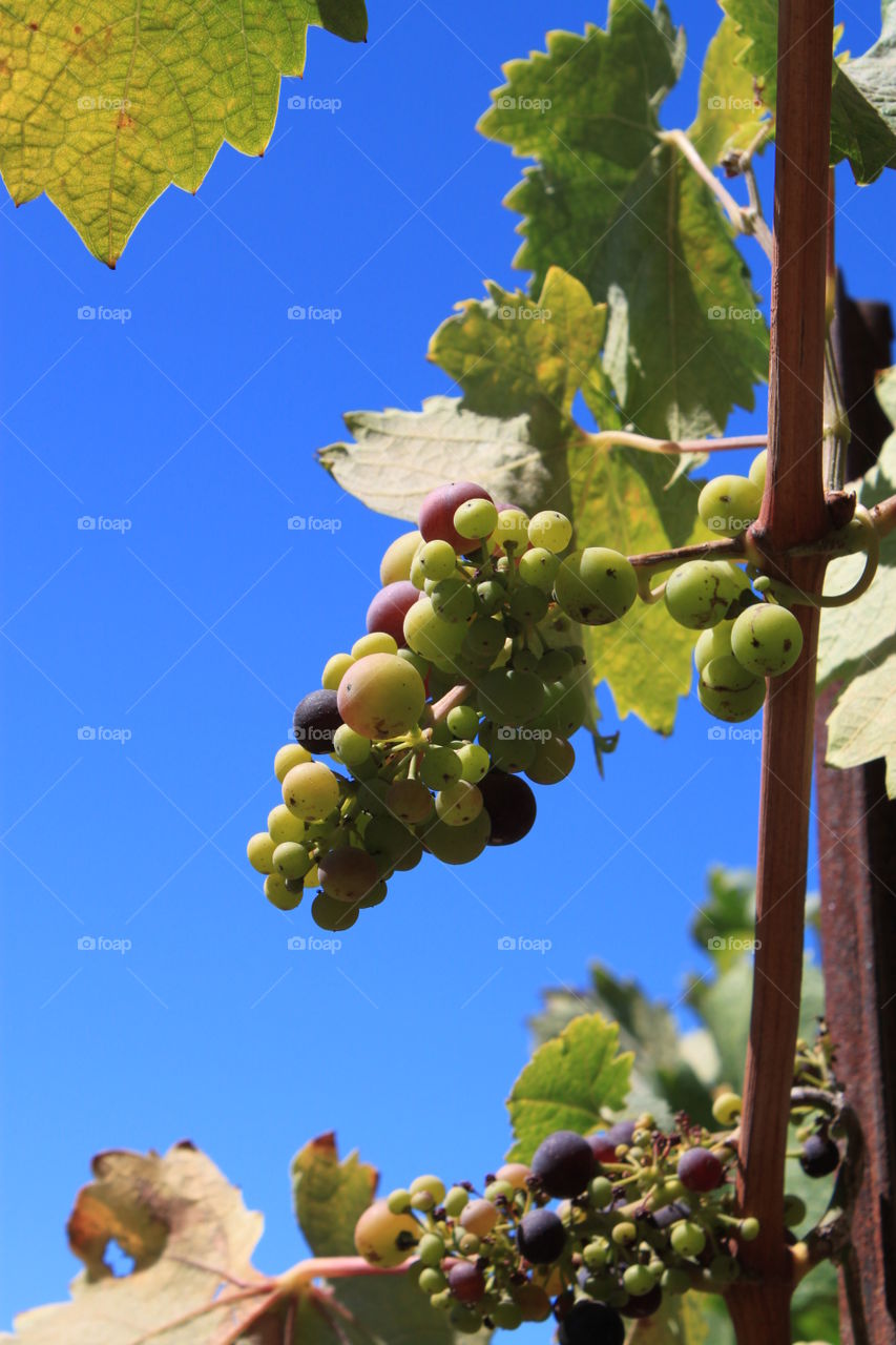 wine grapes