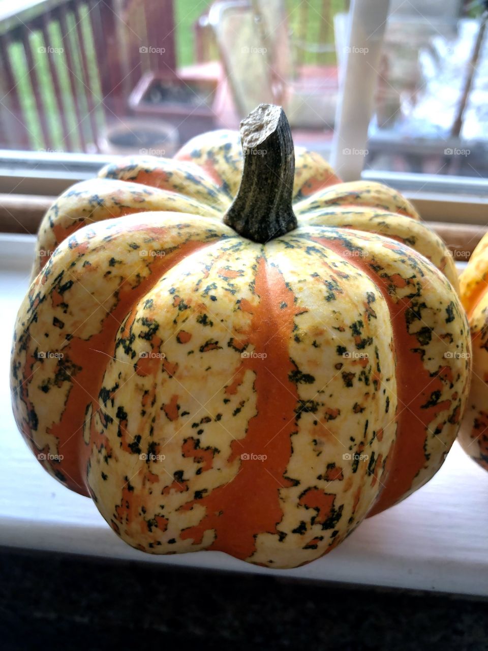 A beautiful gourd on a cool autumn day.