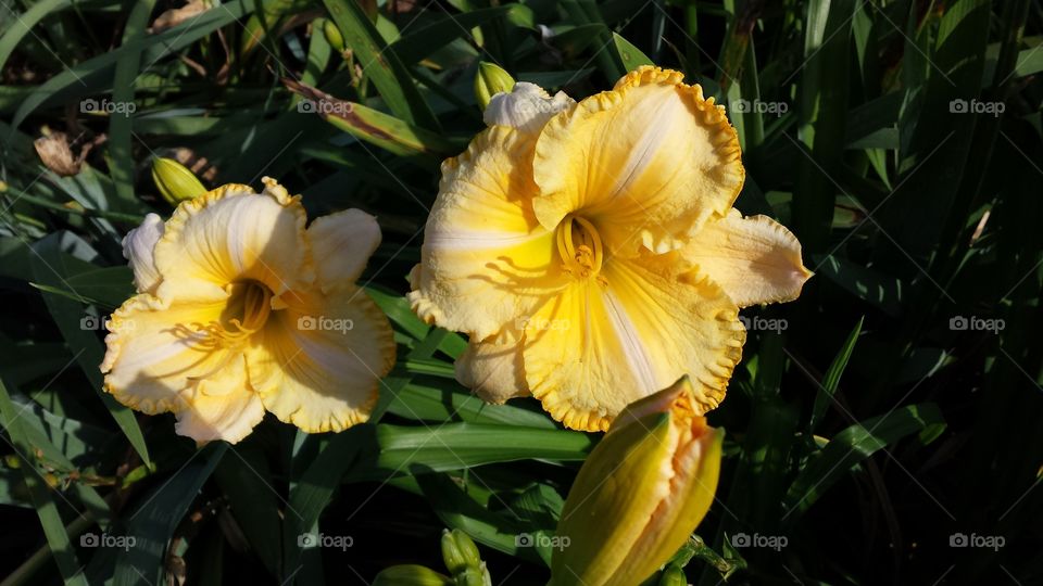 Sunshine lilies
