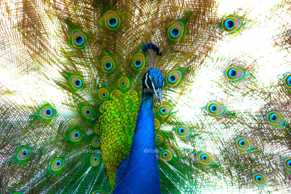 la peacock magaluf reserva by ketysnes