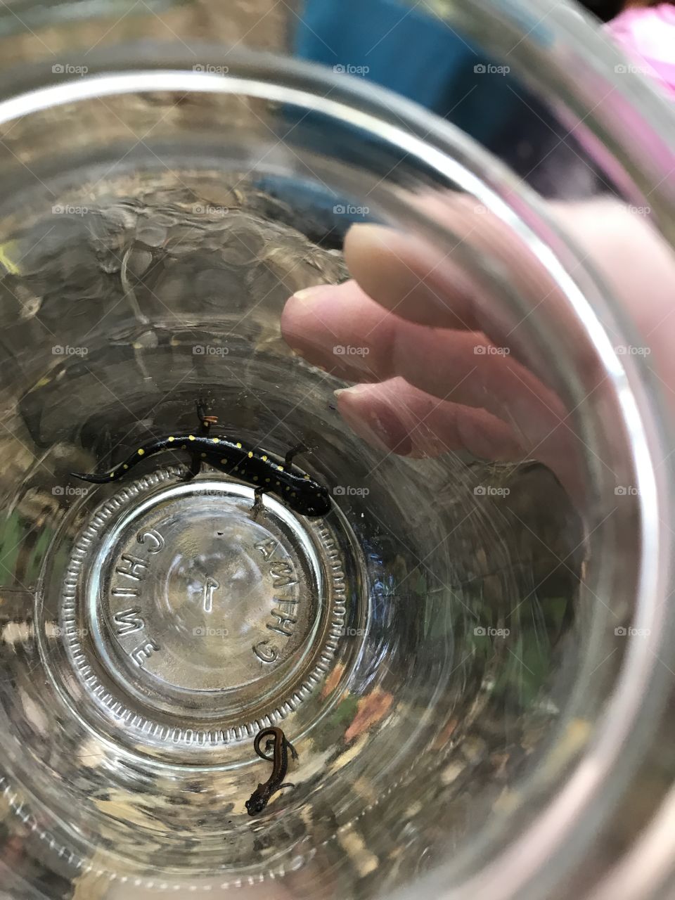 Catching Salamanders