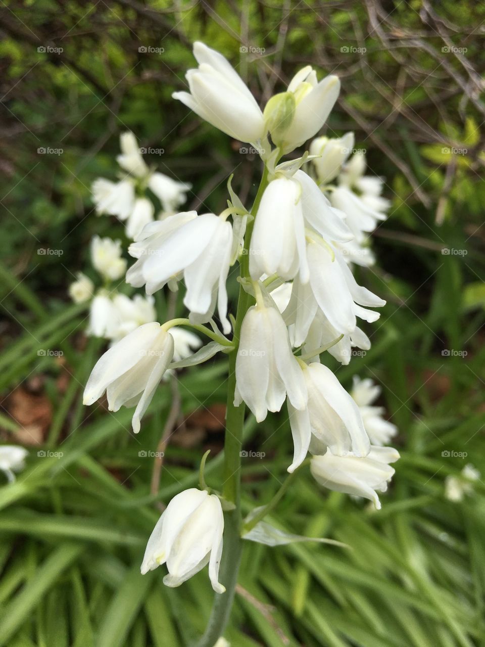 White bell blossoms