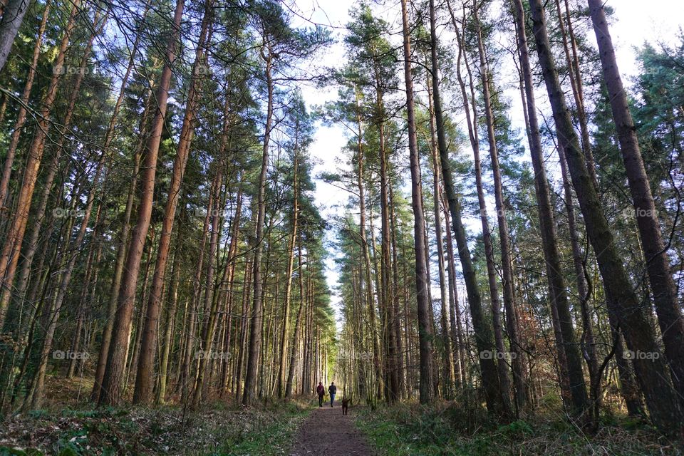 Hamsterley Forest walk 