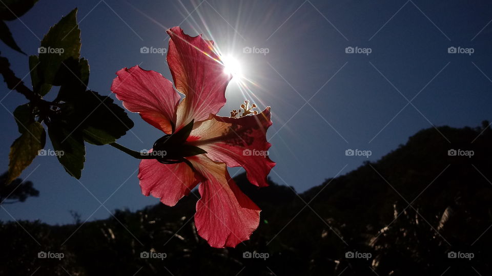 HÄPPCHES HIBISKUS BLUMEN GARTEN NATUR SONNE SONNIGEN TAG BOTANISCHER Hibiskus Rosen Sinensis