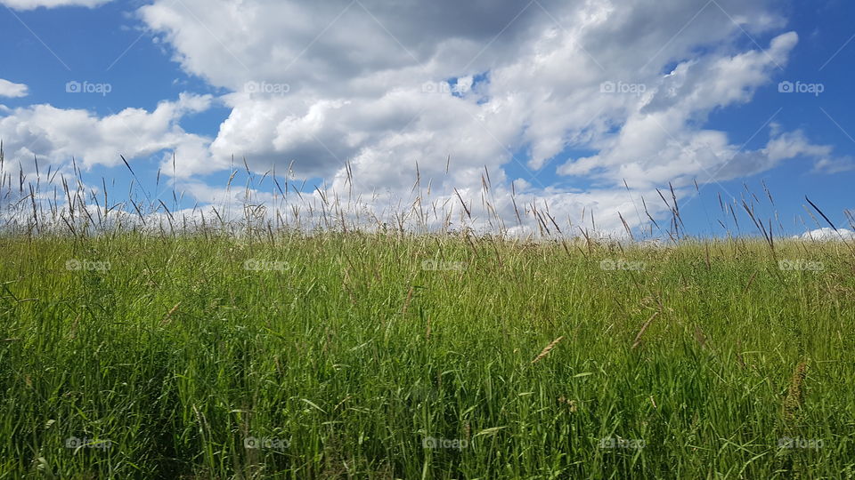 Grassy fields