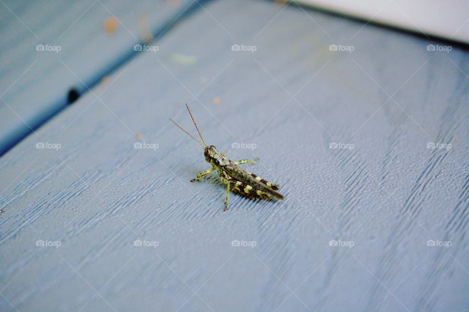 Macro shot of a small grasshopper.