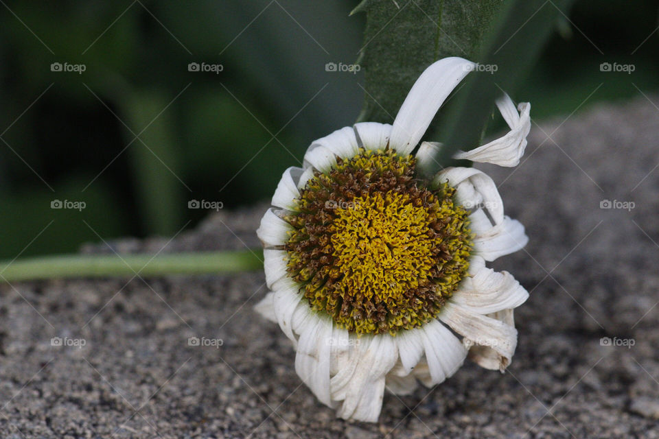 Dry Daisy