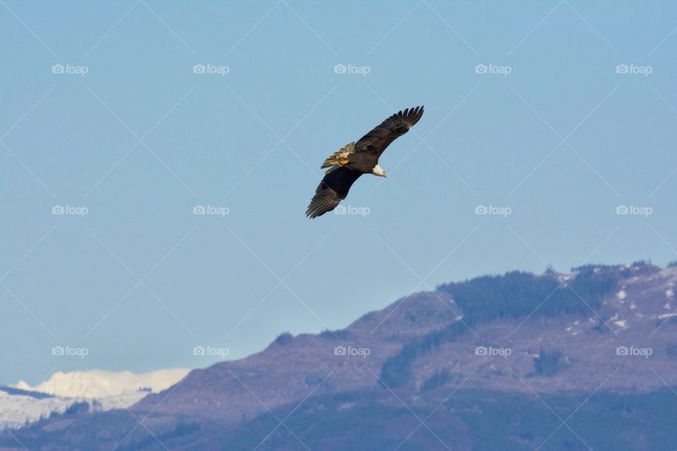 Bald eagle flying over our mountains, Anacortes, Washington