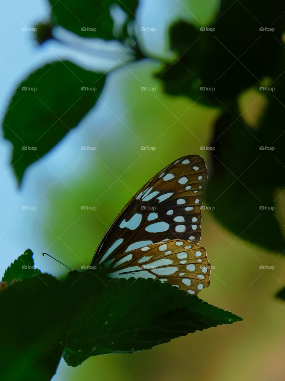 Blue Tiger Butterfly sitting on Lantana camera and sucking nectar having beautiful background.