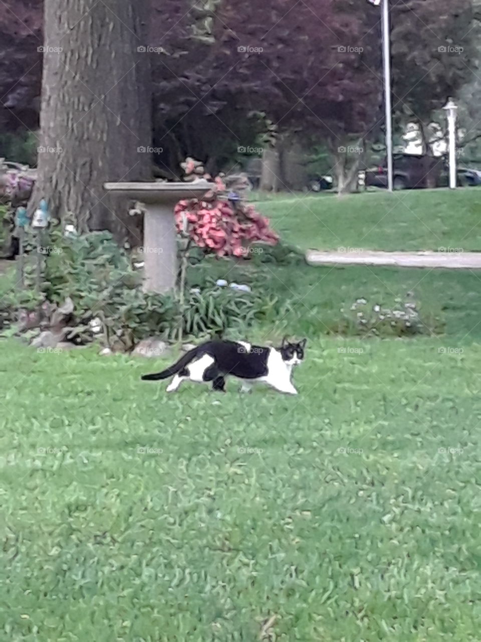 Black and white cat on the green lawn with bird bath