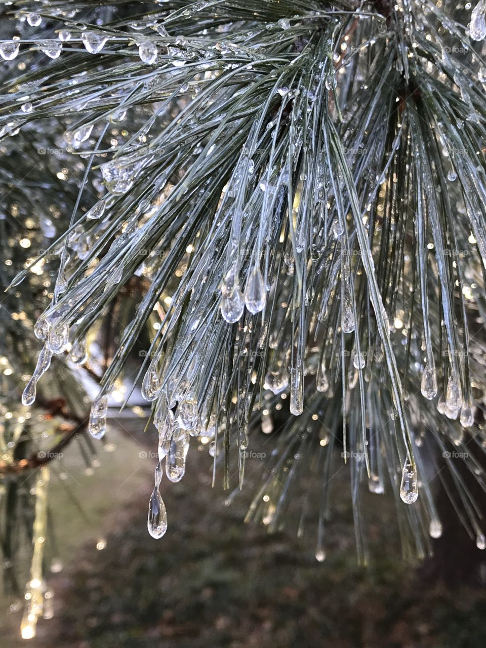Icy pine tree