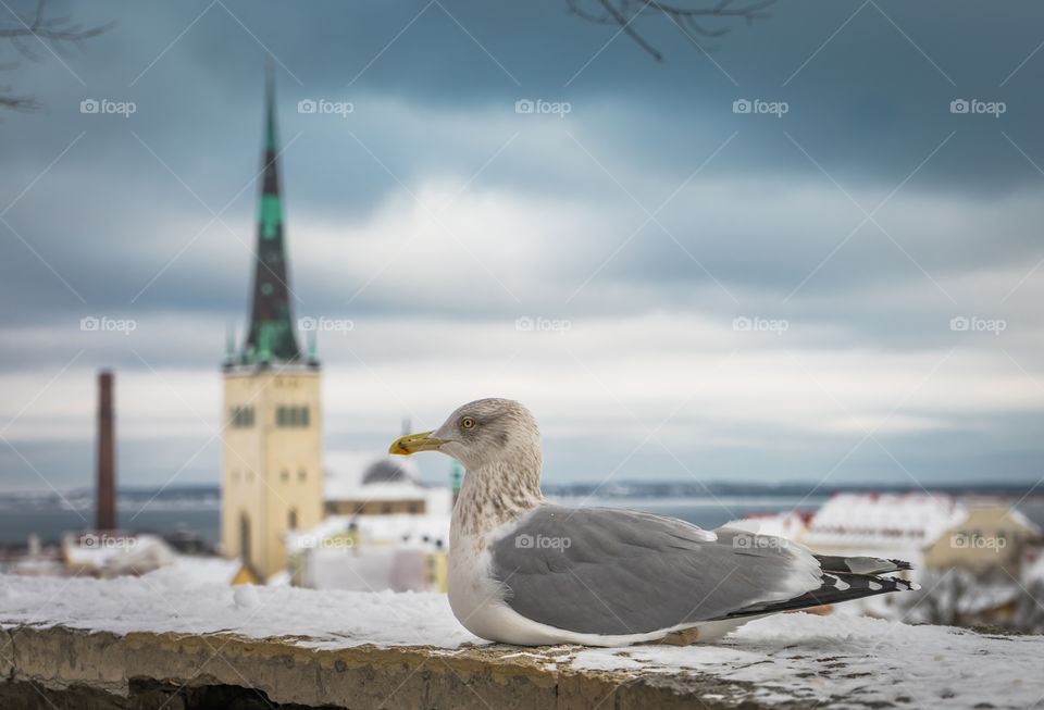 Estonia old city and seagull