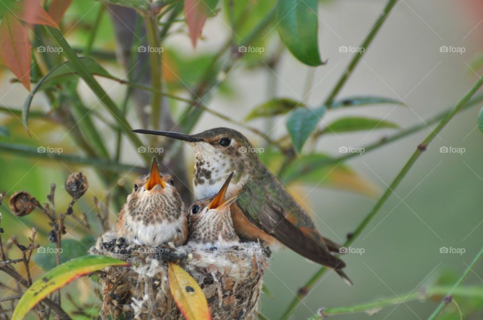 Hummingbird momma with young chicks