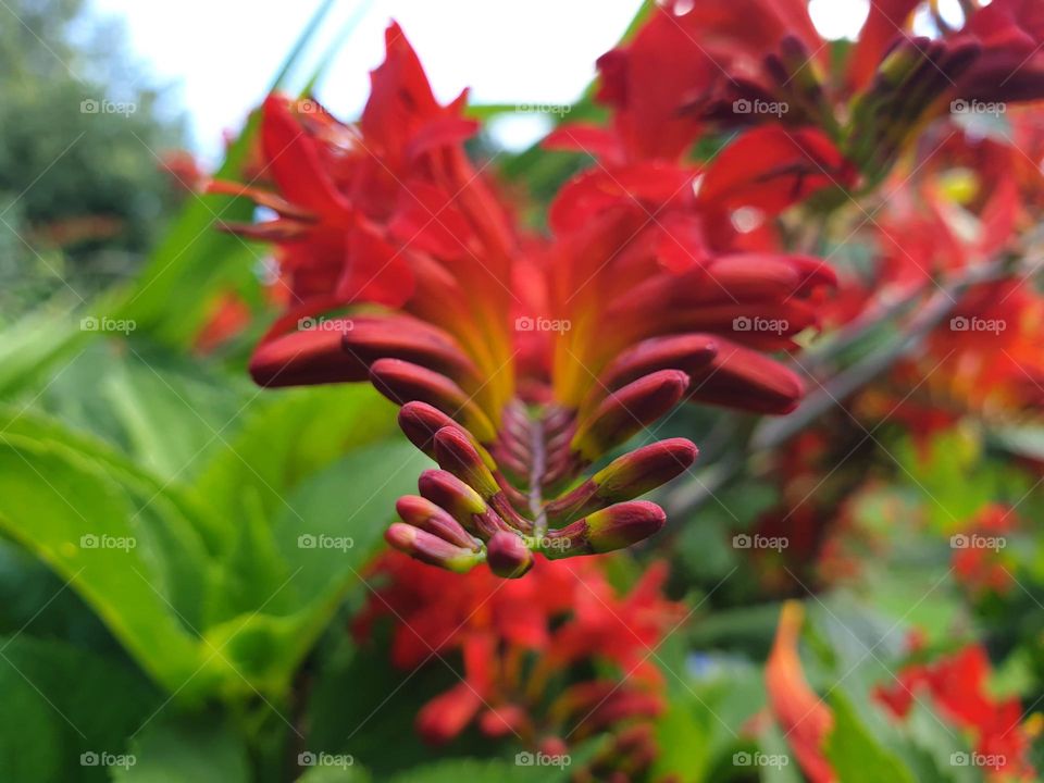 a portrait of a special red flower existing of multiple smaller flowers. some are open others are still closed.