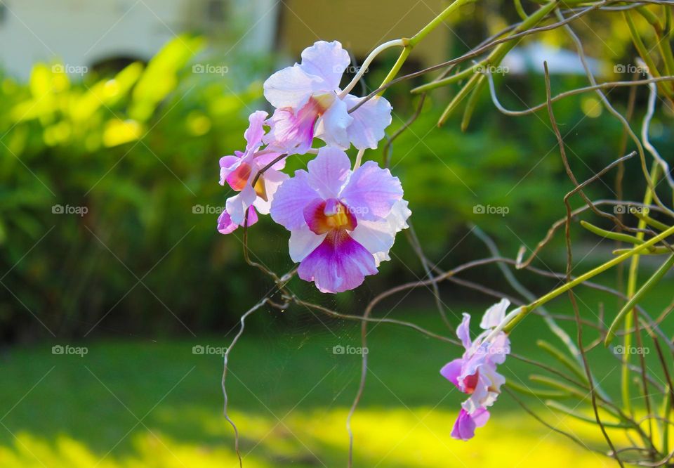 Branch with light violet-pink orchids flowers in the yard