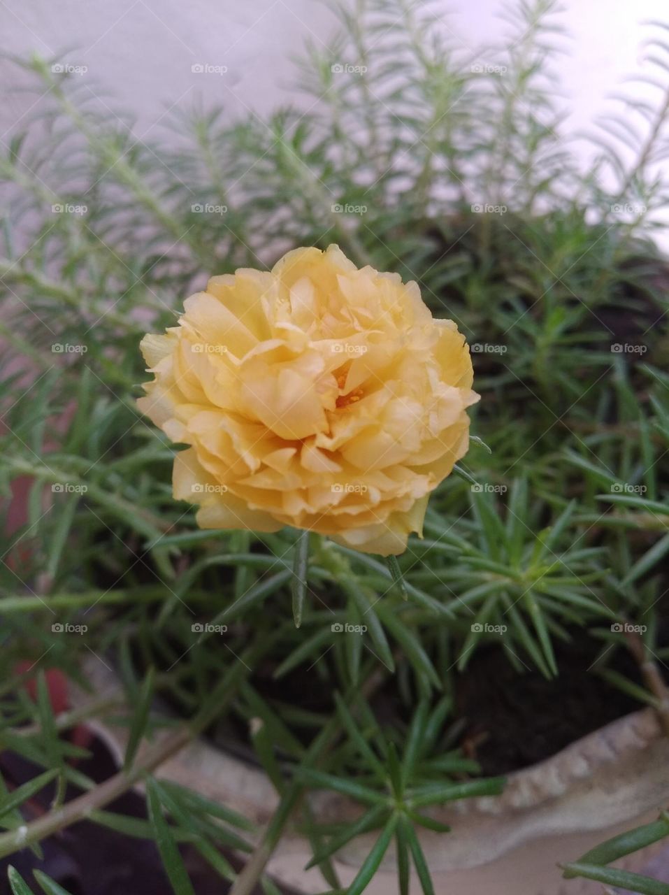 yellow flower shurb small in size fresh seasonal looking very beautiful generally found everywhere