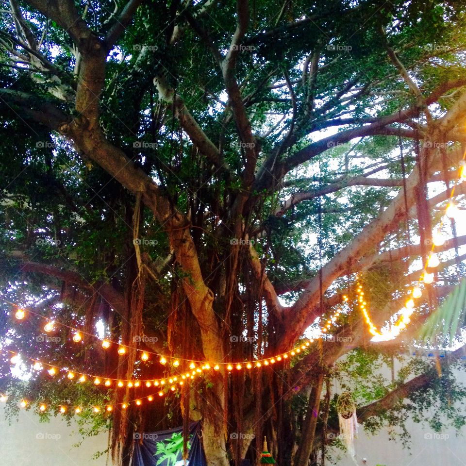 Banyan tree