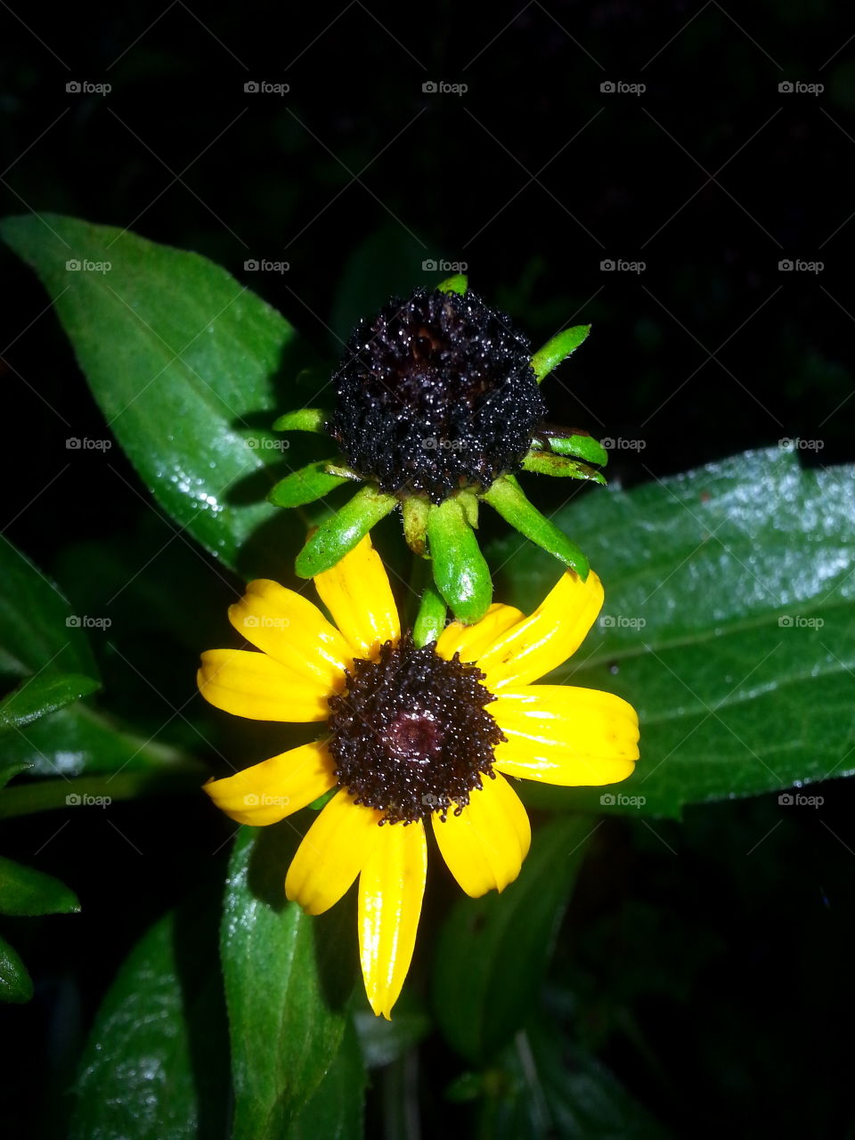 Love taking hikes after the rain when you are able to find  resilient beauty all around.