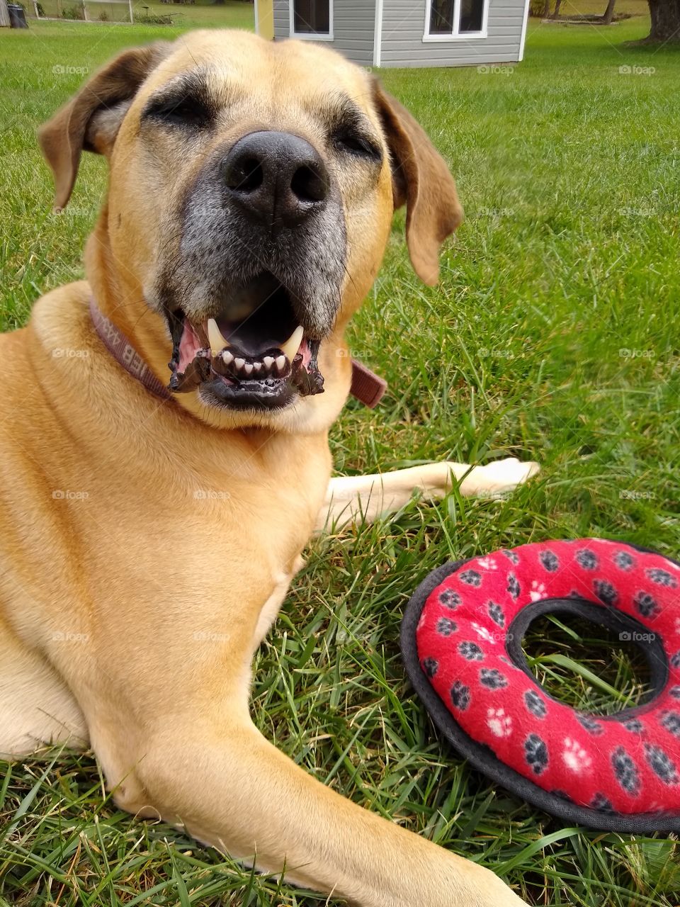up close photo of large dog with play toy frisbee on green lawn