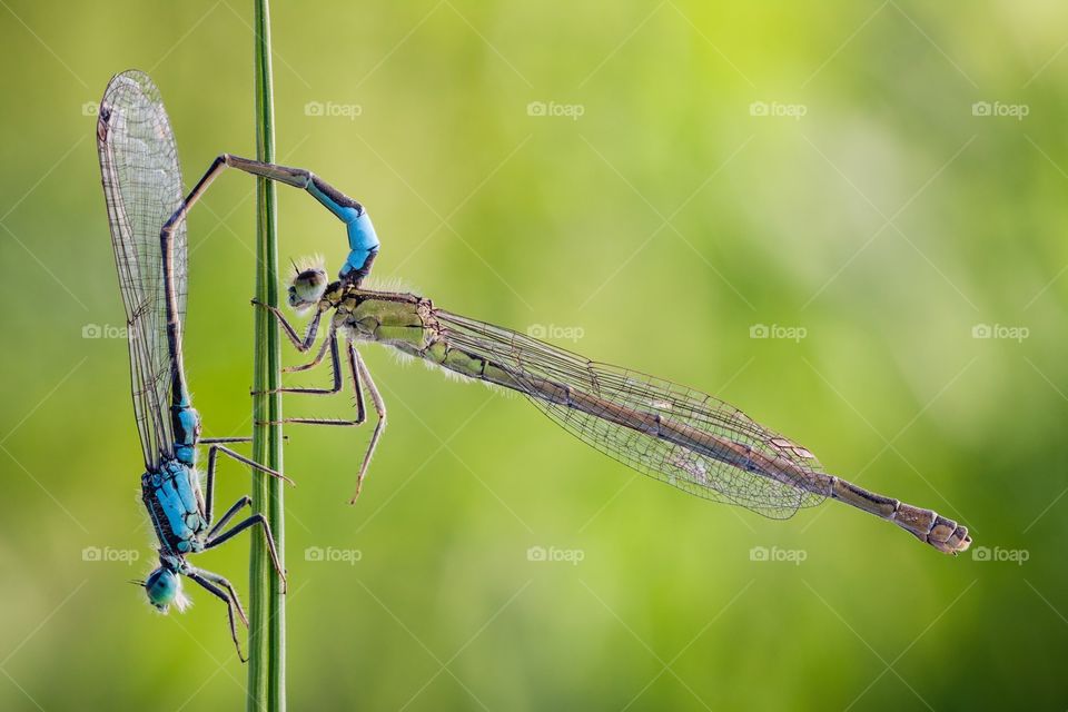 A photo of two damselflies while having fun :)