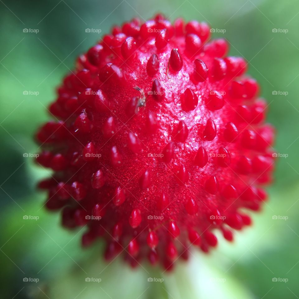 Mock strawberry