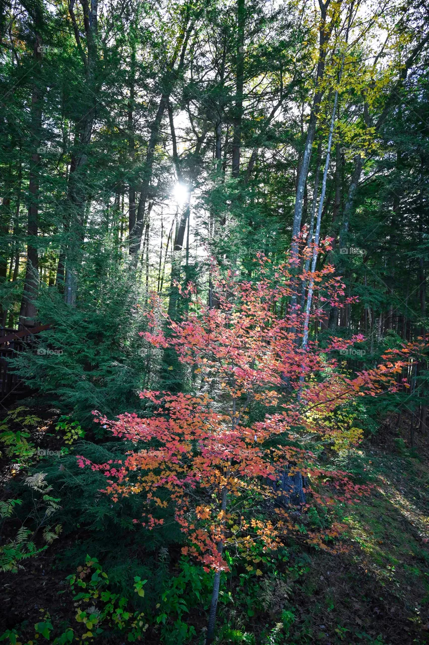 Fall Sunshine 