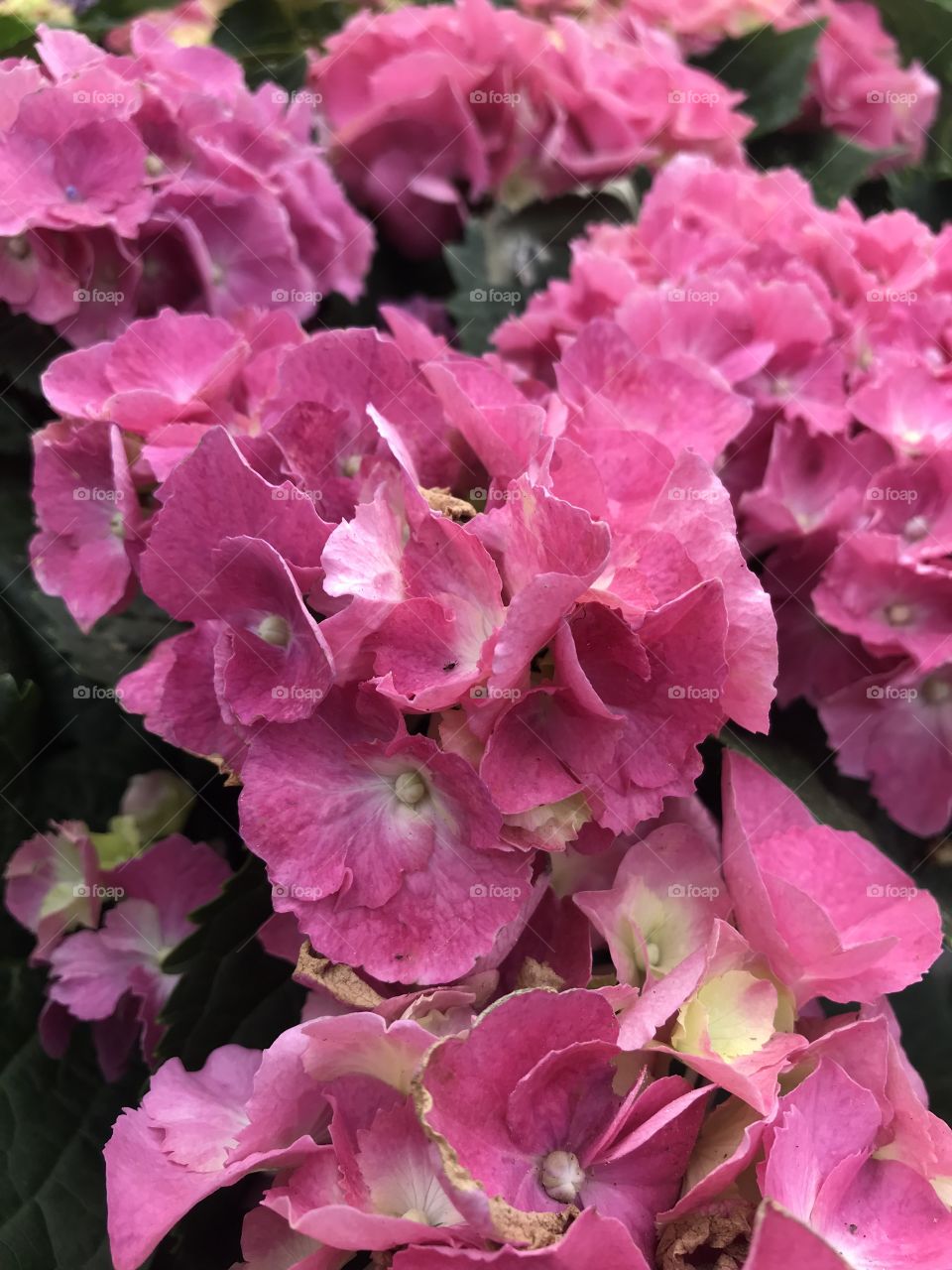 Pink hydrangeas 