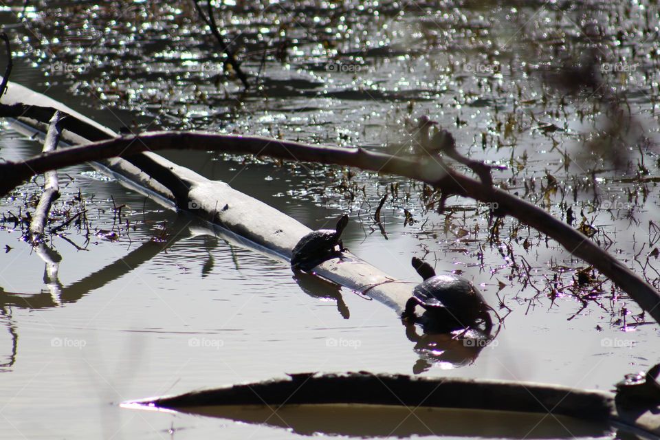 Turtles at a national park