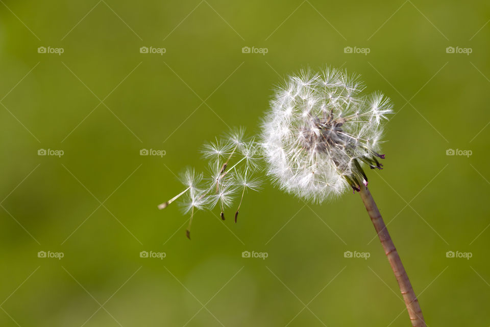 Dandelion On The Move. Seeds of a Dandelion flying in the wind. 