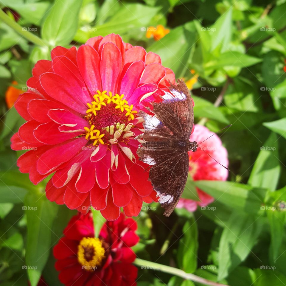 Nature, Flower, Garden, Flora, Summer